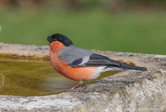 BULLFINCH (Pyrrhula pyrrhula) 